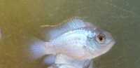 44 Electric Blue Acara Juveniles for SALE