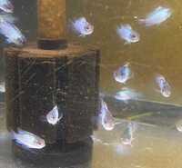 44 Electric Blue Acara Juveniles for SALE