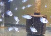 44 Electric Blue Acara Juveniles for SALE