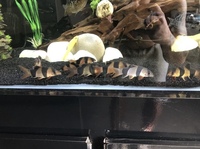 14 clown loaches