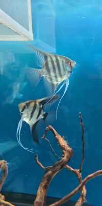 Breeding angelfish