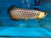 Extremely Rare PureBreed F1 Malaysian Golden BlueBase Crossback Arowana