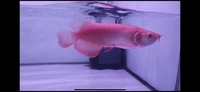 Rarest Arowana In The World Available Pre-Order Albino Super Red