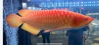 Rarest Arowana In The World Available Pre-Order Albino Super Red