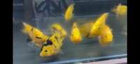 Golden Yellow Tiger Parrot Fish….. all Sold out now 