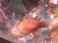 Super Red Bristlenose pleco Pleco