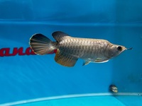 PLANET AROWANA CHRISTMAS SALE