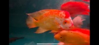 Rare Hybrid Mammon Parrot Fish