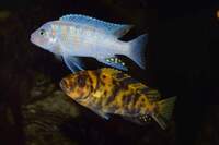 Various Mbuna juveniles always available... Bedfordshire