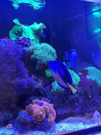 Regal and SailFin large tangs