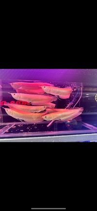 Banana Yellow Albino Silver Arowana