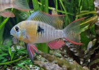 Bolivian Ram Pair