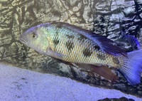 fossorochromis rostratus Male SOLD