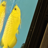 Golden crossback arowana 18-20 inch