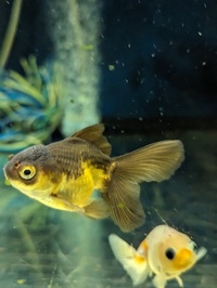 A range of mixed fancy goldfish