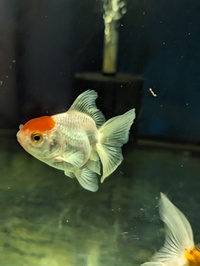 A range of mixed fancy goldfish