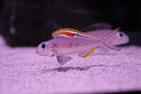 XENOTILAPIA NIGROLABIATA RED PRINCESS F2 - 6 cm 10 pounds each adults 15 pounds each