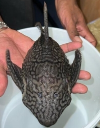 10 inches + XXL Watermelon Pleco - £115