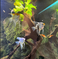 CHEAP Angelfish Large £10 each