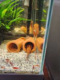 Plecos Super red,L200