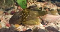 Plecos Super red,L200