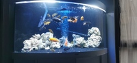 About 30 plus malawi cichlids