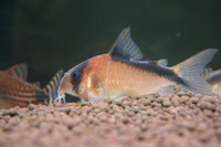 Corydoras Davidsandsi