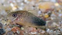 Corydoras Similis