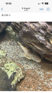 Long Finned Bristlenose For Sale