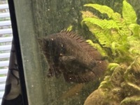 6 inch Leopard Bush Fish - £15