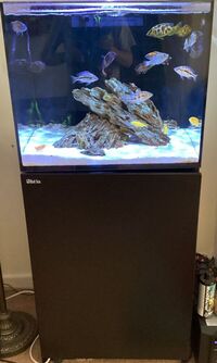 Peacock Cichlids Red Sea Reefer 170 Job Lot Closing down tank