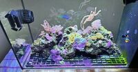 Full setup Fluval Sea EVO 52L Marine Reef Saltwater Aquarium