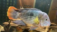 XL Green Terror - stunning Cichlid 