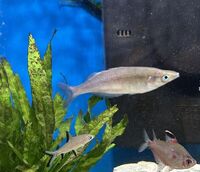 Golden Wonder Killifish - £5 ONLY 