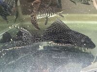 Common Pleco Hypostomus Plecostomus - Large