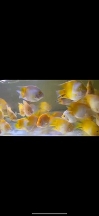 Super Rare Hybrid Parrot Fish available now Planet Arowana