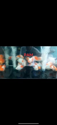 Super Rare Hybrid Parrot Fish available now Planet Arowana