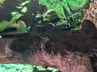 L183 starlight pleco pair