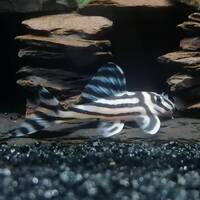 L046 ADULT ZEBRA PLECOS - BREEDING SIZE - Last few