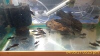 Corydoras BLack Schultzei group of 10