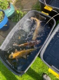 Pretty Koi fish and all equipment for sale - Pond closure