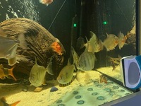 Tropical fish for sale