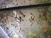 Guppies for sale 50p each