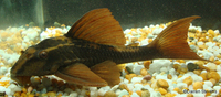 Rusty pleco, great alge eaters 5inch