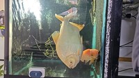 18inch albino pacu