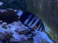 Marine fish