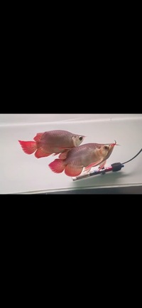 PAIR OF KING SUPER RED SHORT BODY AROWANA