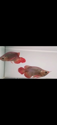 PAIR OF KING SUPER RED SHORT BODY AROWANA