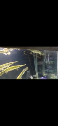 Florida Garfish Planet Arowana in stock NOW