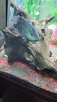 3 oscars , texas cichlid, jaguar cichlid